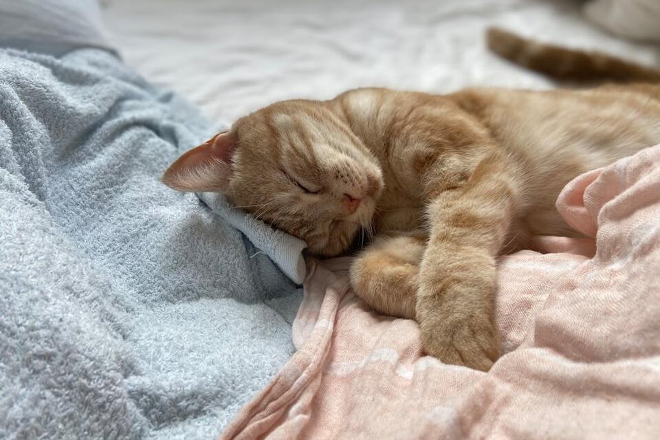 The Cat Burglar of West Yorkshire Terrorizes with Stolen Socks - NewsBreak