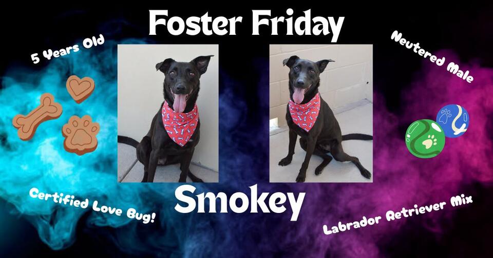 Collin County Animal Shelter highlights adoptable dog Smokey - NewsBreak