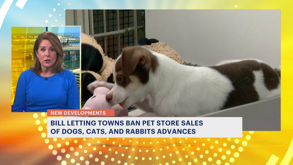Bill to ban pet stores from selling dogs, cats, and rabbits advances(02)