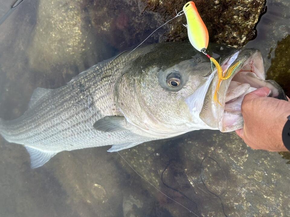 10 Lures for the Cape Cod Canal