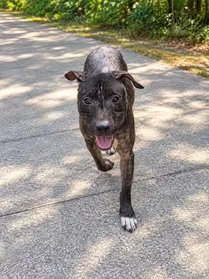 🐶 Gentle, Resilient Dogs Seeking Loving Homes in Palm Coast - NewsBreak