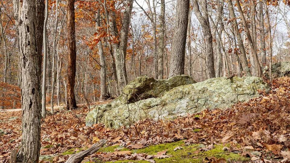 Dangerous rabid beavers attack 2 teens, with 1 airlifted and popular park partially closed