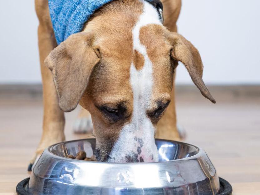 8 Best Dry Dog Foods in 2024, by Vets