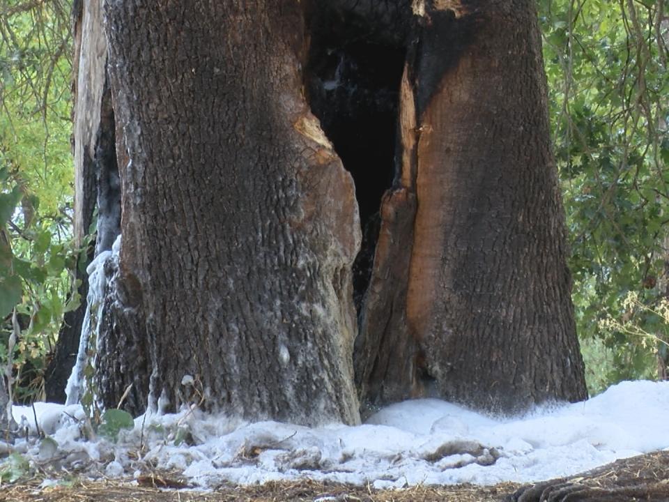 Fire near Bear Creek fully contained; cause under investigation