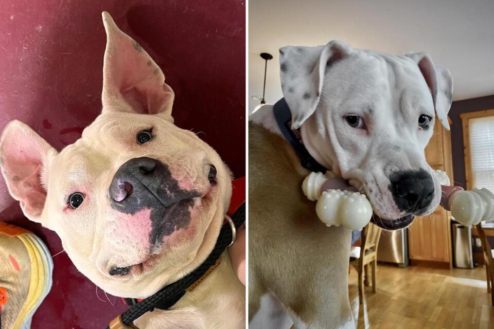 Family Convinced of Shelter Dog's Breed, Then DNA Test Changes ...