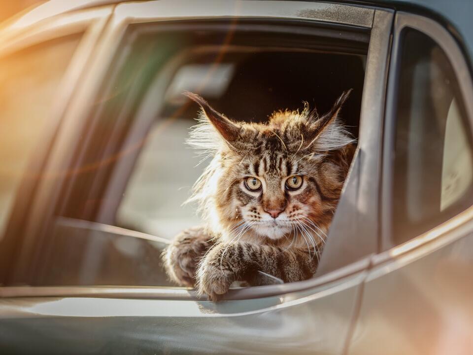 KingsoftheRoad Maine Coon Cats Enjoy Car Rides More Than Some Dogs
