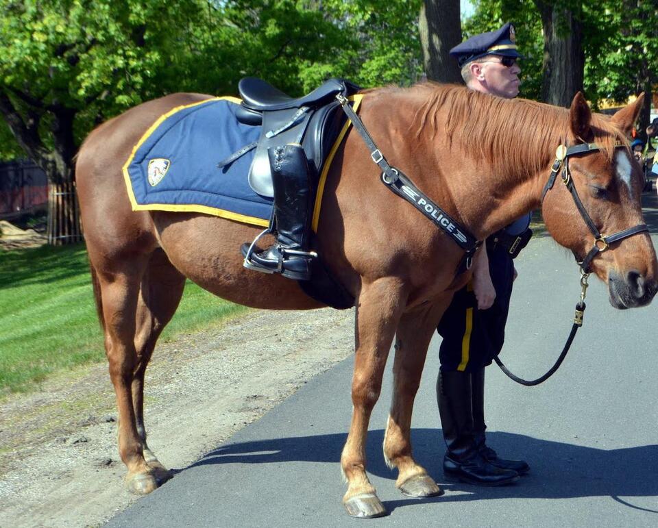 ‘One in a million:’ UMPD horse, Miranda, dies just shy of her 30th ...