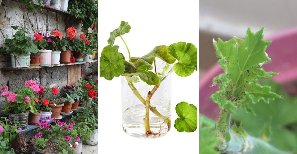 Your Scented Geraniums Need Winter Care In Virginia For Fruity Scents ...