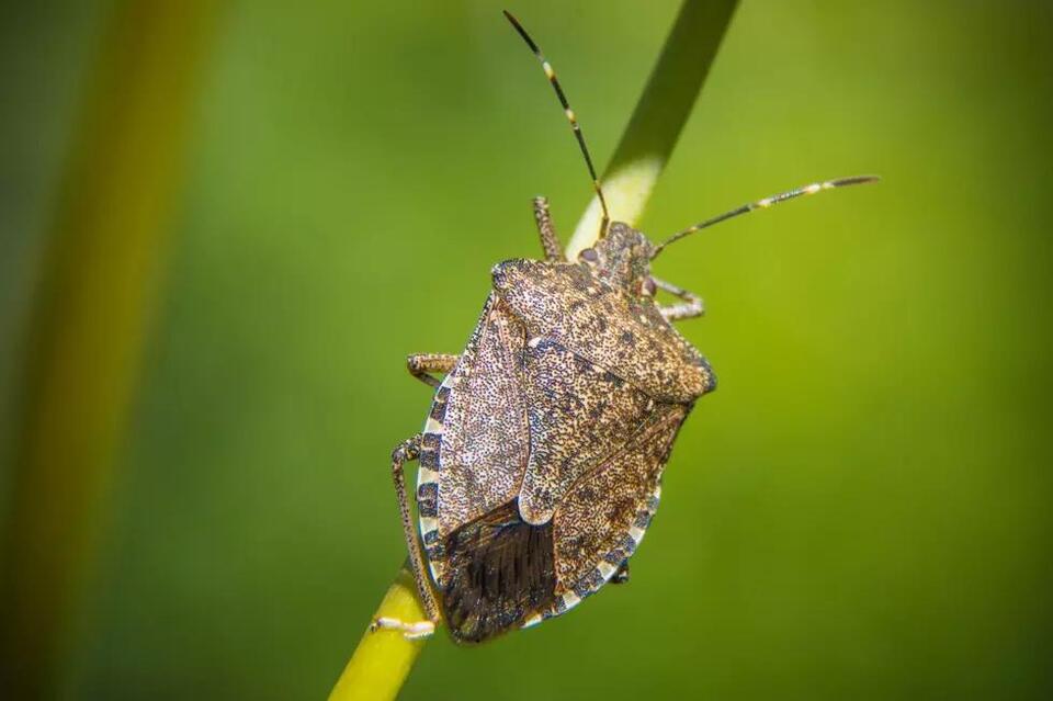 Bugs Aren’t Gone Yet: What’s Still Creeping in Illinois This Fall ...