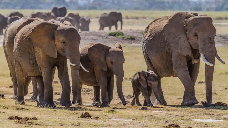 What We Can Learn from Elephant Family Dynamics - NewsBreak