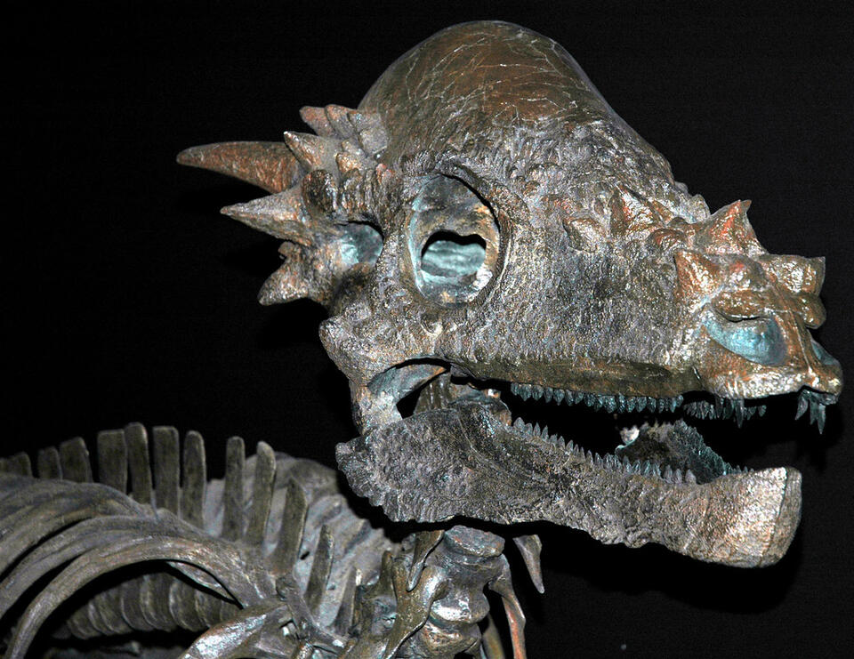 Pachycephalosaurus: Did It Really Use Its Head Like a Battering Ram ...