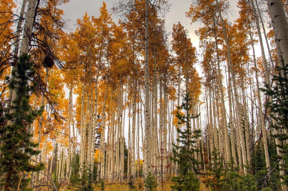 The Tree That Can Clone Itself for Thousands of Years - NewsBreak