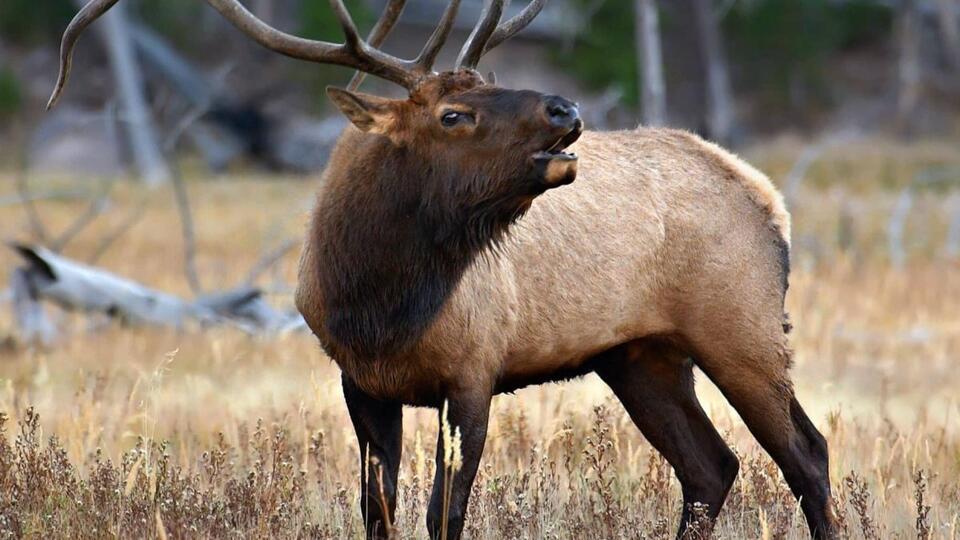 Nonresident deer and elk tag drawing results released by Idaho Fish and ...
