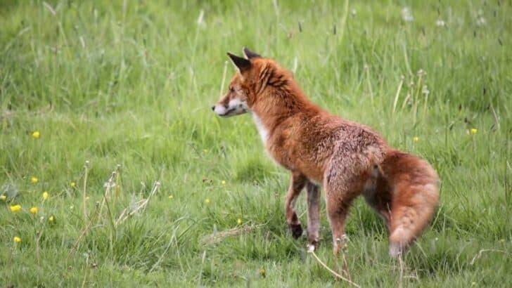 11 Surprising Sounds Foxes Make and What They Mean - NewsBreak
