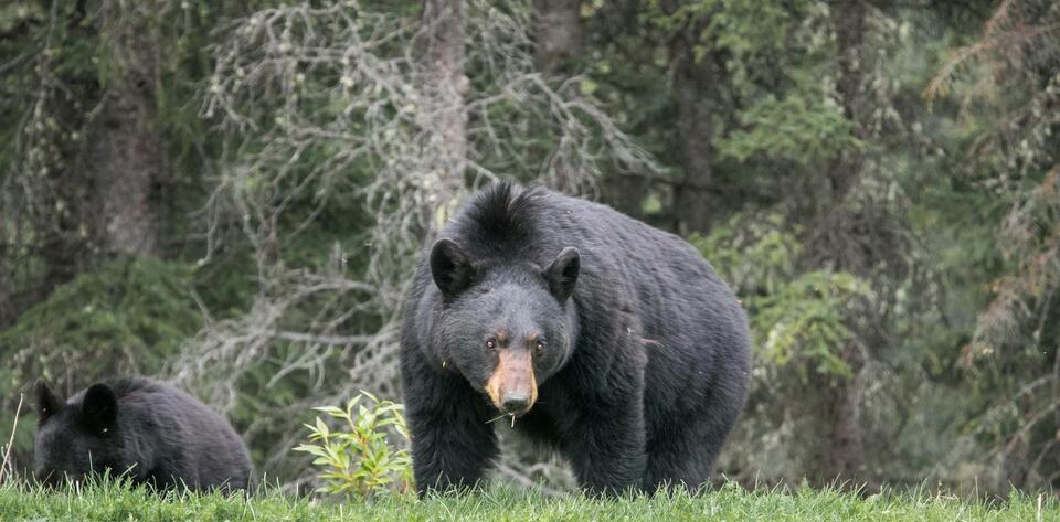 Bear Attack Injures Index Resident During Morning Trash Run