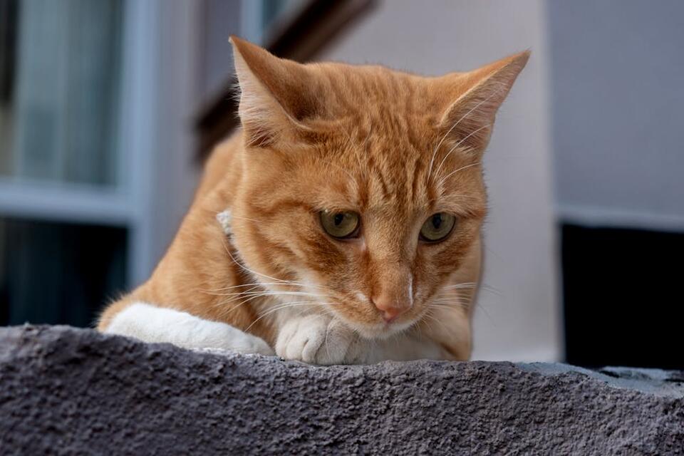 When the Cat Came Calling and Changed Everything - NewsBreak