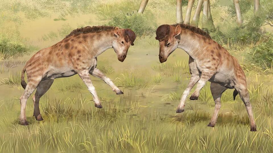 Short-necked giraffe relative discovered in China. It used its helmet ...