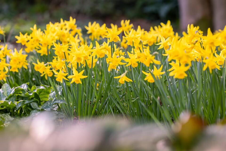Warmer weather set to bring ‘welcome explosion’ of spring colour, RHS ...