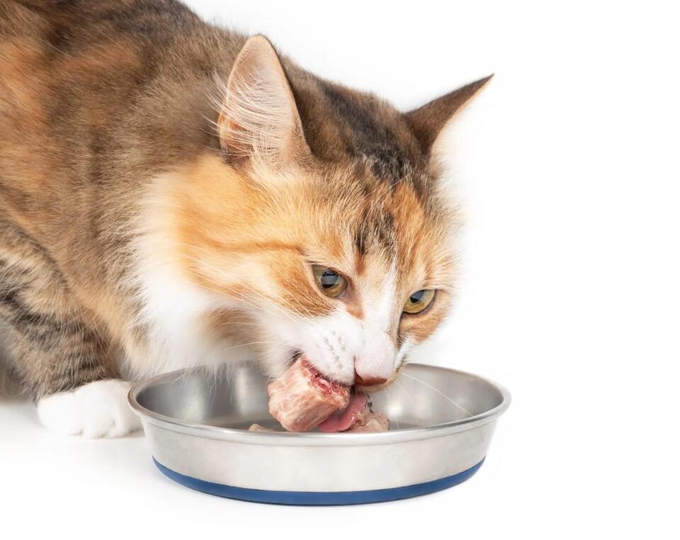 Picture of Dog and Cat Food Recalled Nationwide Over Salmonella and Listeria Risks ...