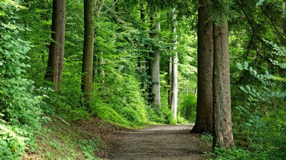Jackson County to open $2.9M trail connection linking Little Blue Trace ...
