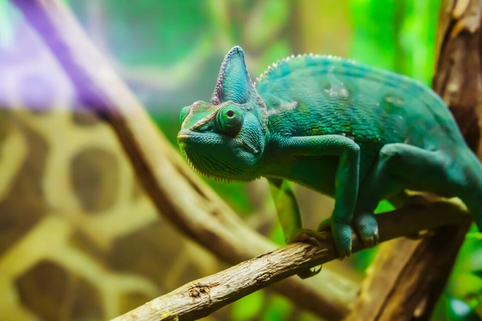 The Most Endangered Reptiles in the World - NewsBreak