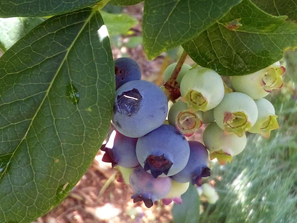 A Blueberry Farm By Another Name At Heart of Dispute
