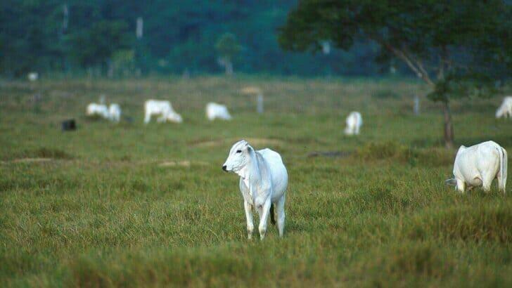 The Role of Cattle in Native American Traditions and Modern Meat Markets
