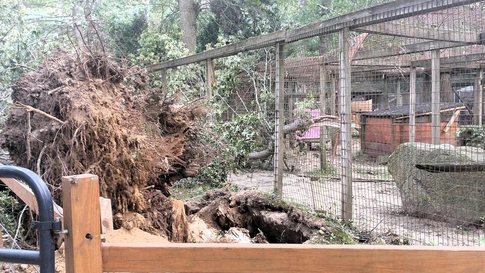 Forest Park Zoo devastated by felled trees from powerful storm
