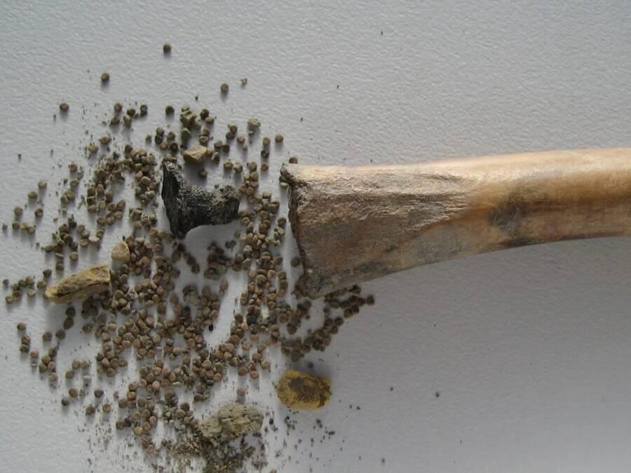 A Hollowed-Out Bone Containing Hallucinogenic Seeds Was Discovered At A Roman Settlement In The Netherlands