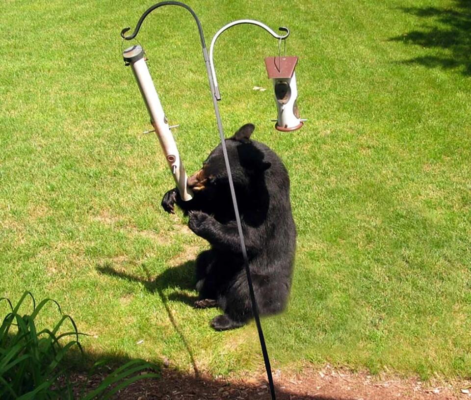 DNR investigating Barron County black bear attack - NewsBreak