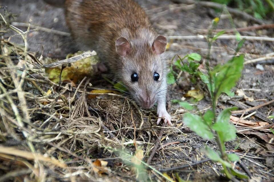 Rat Poison Laws in Texas: Rules, Restrictions, and Penalties to Know ...