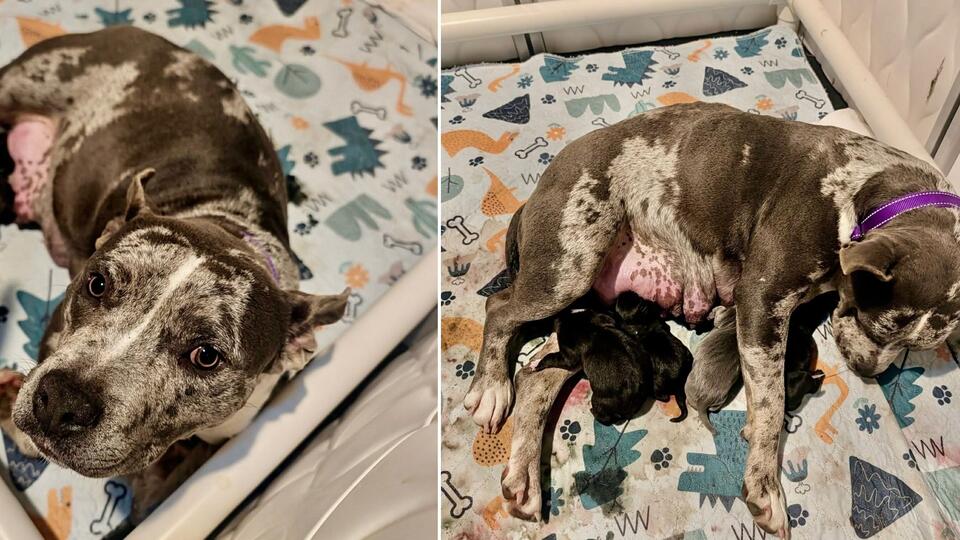 Mother Dog & Her Six Puppies Find Safety Just in Time for Birth - NewsBreak