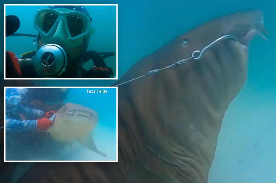 Brave scuba diver rescues hooked shark entangled on artificial Florida ...