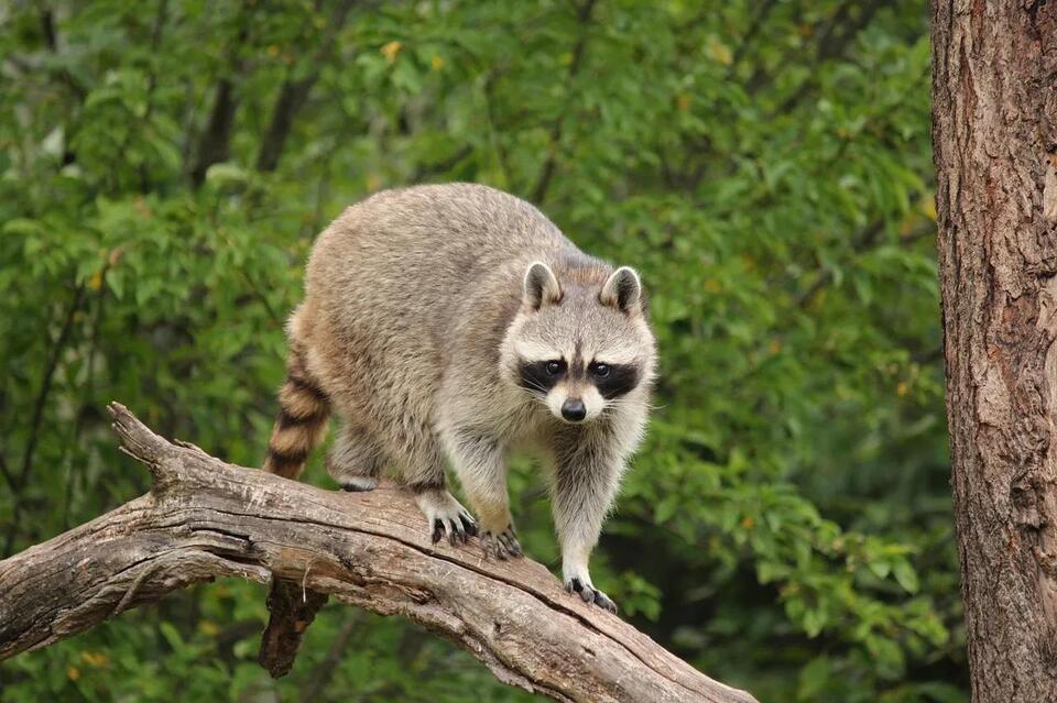 Is It Legal to Own a Raccoon in Georgia? Your Guide to Laws, Permits ...