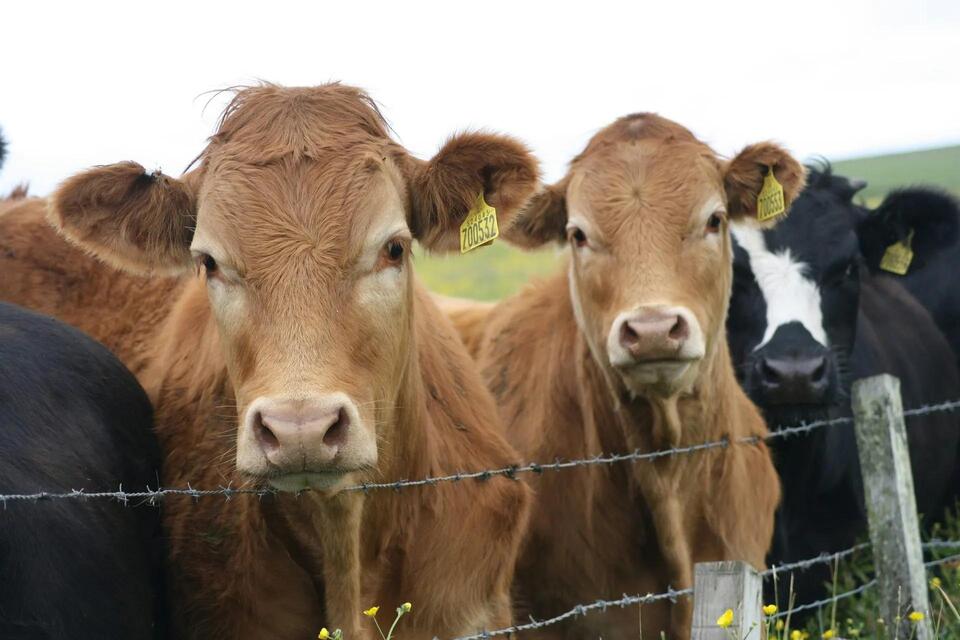 Brucellosis Laws in Wisconsin: What Livestock Owners Need to Know