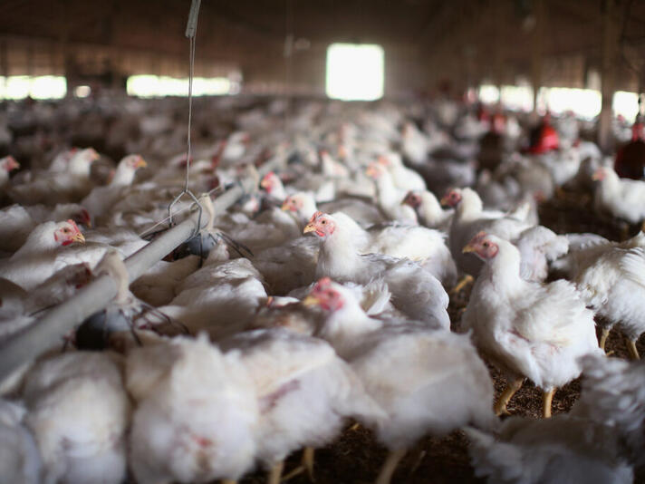 Oklahoma judge creates new large poultry farm requirements for