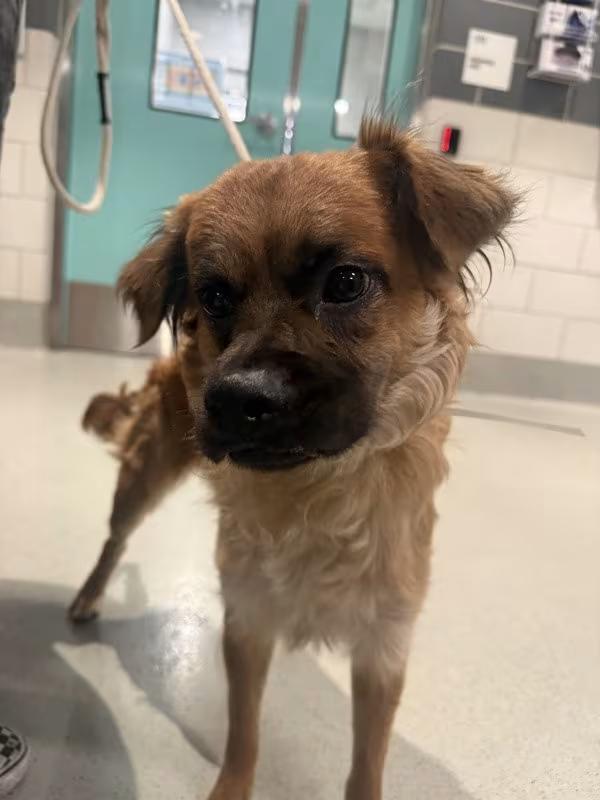 🐶 Playful, Shy & Senior Dogs Ready for Adoption in Ridgewood NY - NewsBreak