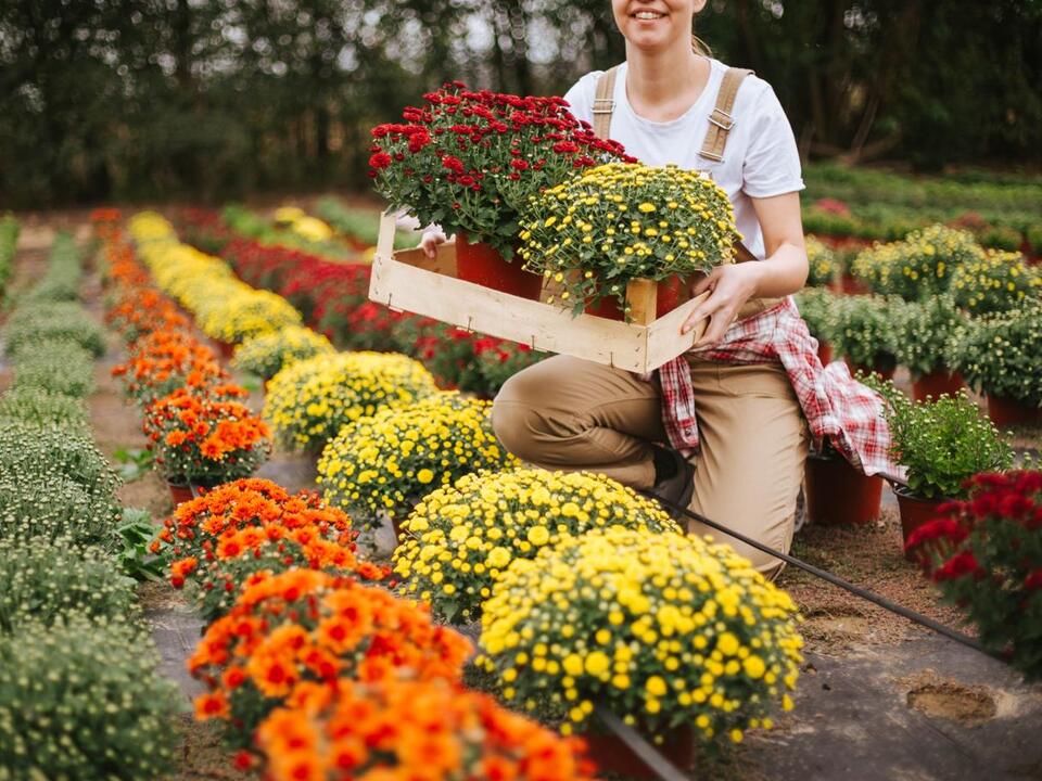 Want Your Mums to Last All Fall? Here’s How to Choose and Care for Them