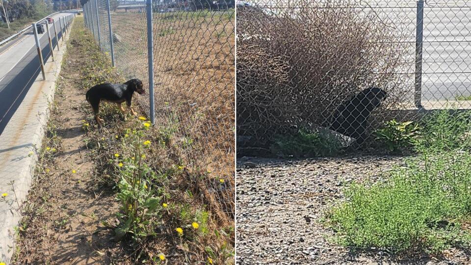 California Pup Abandoned Near A Freeway Crouches Behind A Bush Until Help Arrives