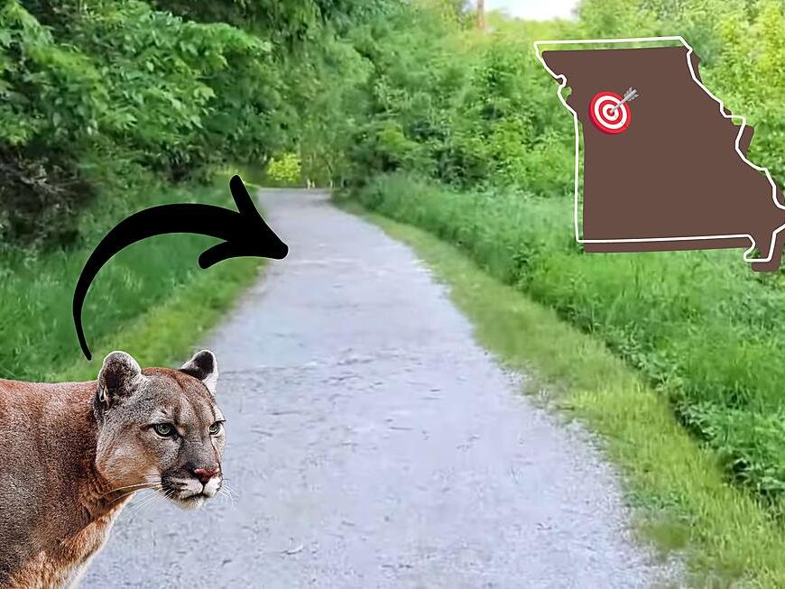 Missouri Man Saw Huge Mountain Lion Walking on Parkville Trail
