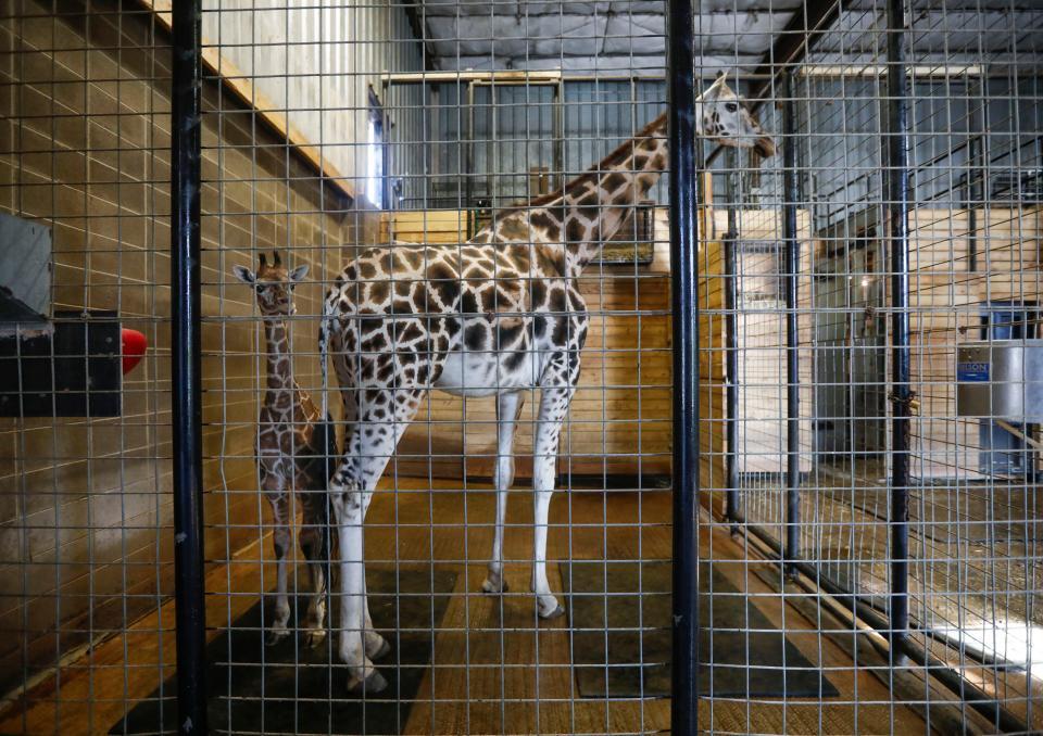 Here's how animals cope with the cold at Springfield's Dickerson Park ...