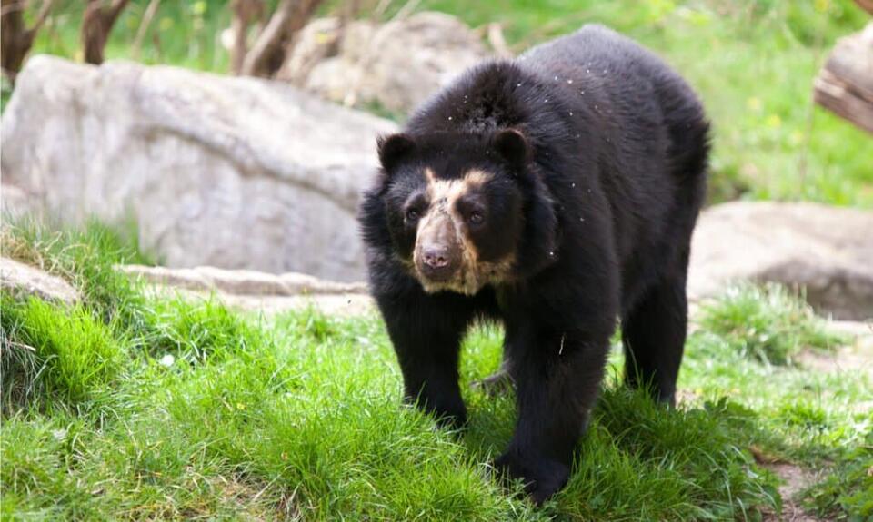 Discover the 4,000 lb. Bear That Was the Largest Ever - NewsBreak