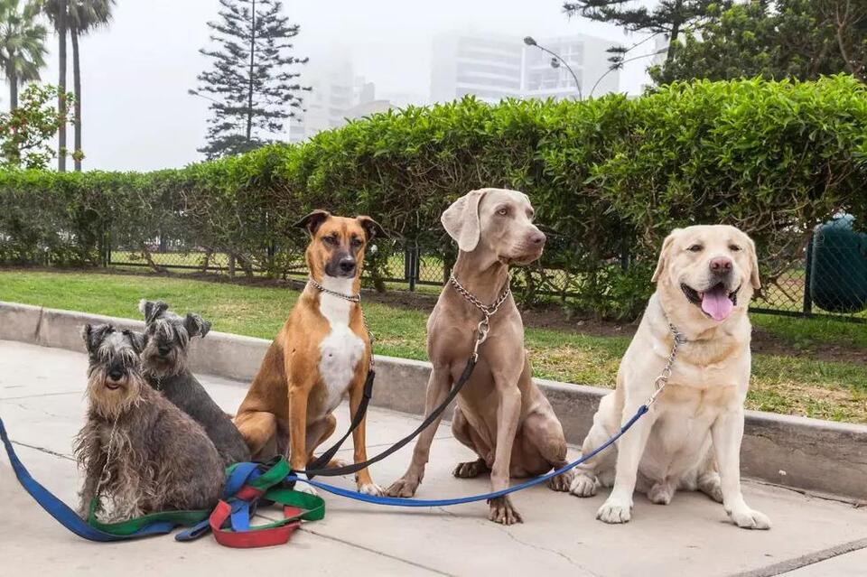 Meet The Neediest Dog Breeds: Understanding Their Unique Challenges ...