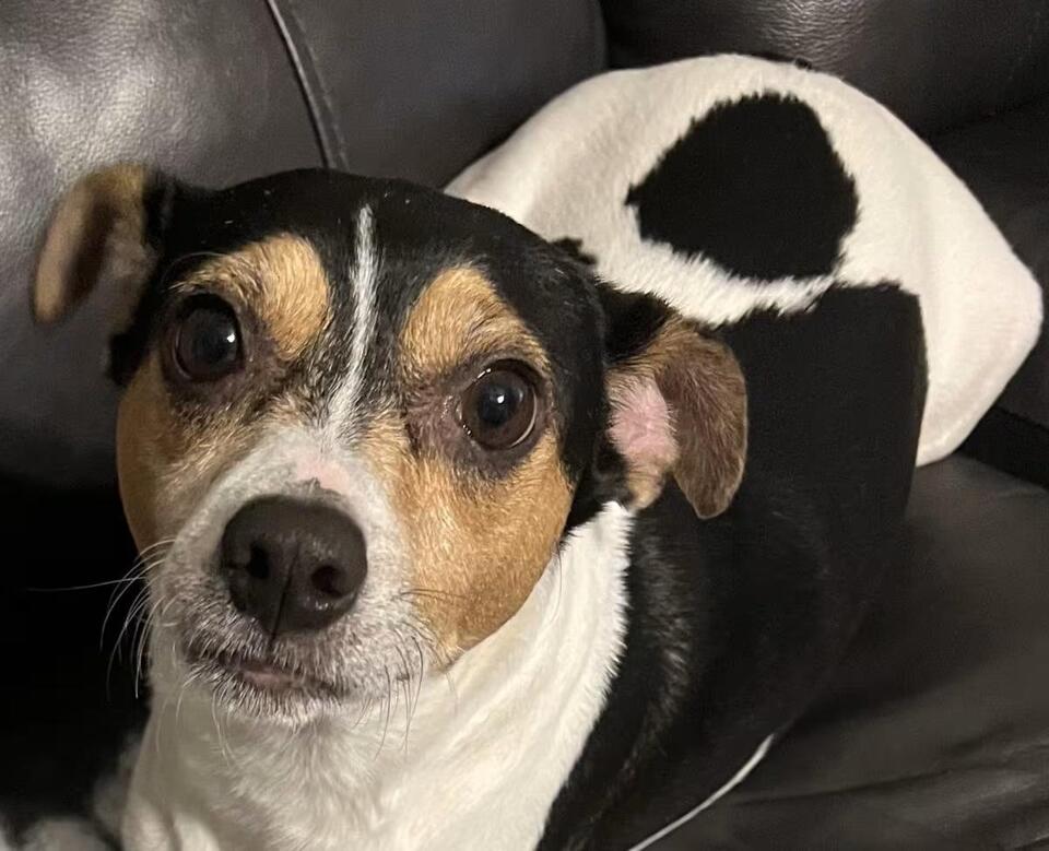 🐶 Playful, Gentle & Loyal Dogs Ready for Adoption in Georgetown - NewsBreak