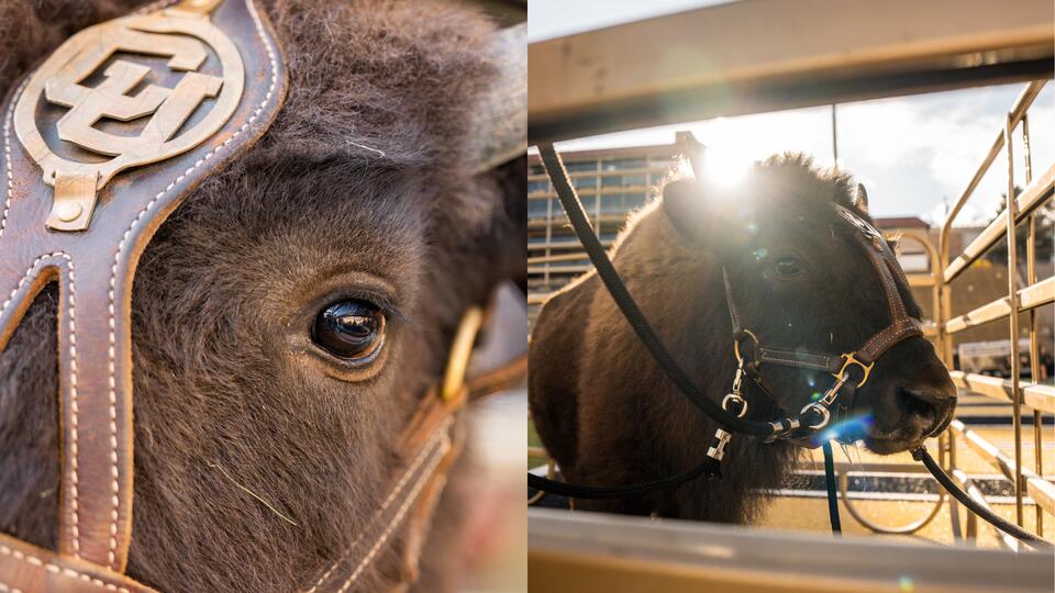 Who is Ralphie VII? Colorado’s Newest Mascot Gets Fans Amped Up as ...