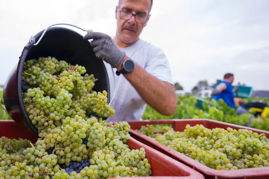 There are rules that distinguish sparkling wine from Champagne