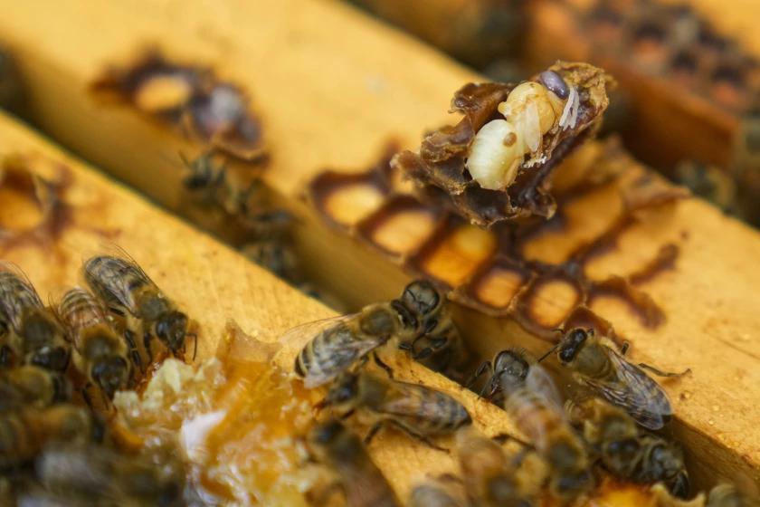 Local beekeepers feeling impact of mass honeybee ‘die-off’ - NewsBreak