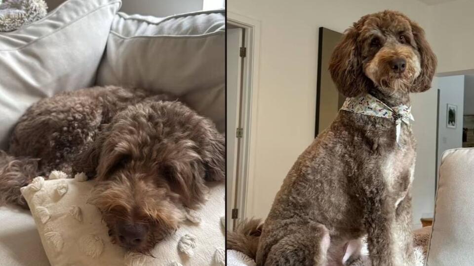 A loving Aussiedoodle dog, Twix, needs a new family due to home changes