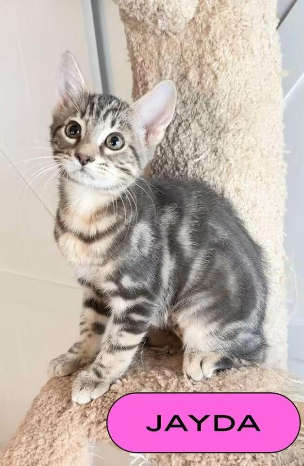🐱 Playful Orlando Kittens Ready for Adoption Into Loving Homes - NewsBreak