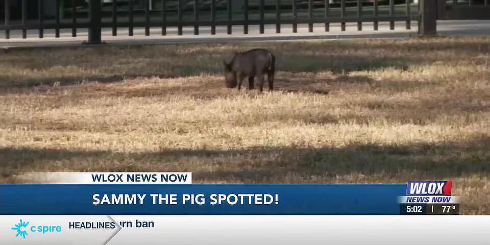 SAMMY SPOTTED; Jackson County Animal Control works to wrangle pig in ...